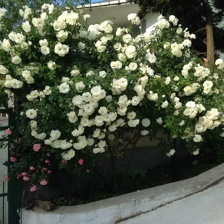 Zora Слънчев бряг