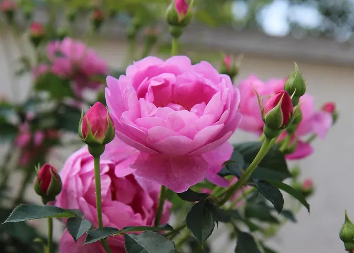 佐拉酒店 3* 阳光海滩