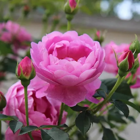 Zora 3* Слънчев бряг