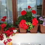 Zora Hotel Sunny Beach